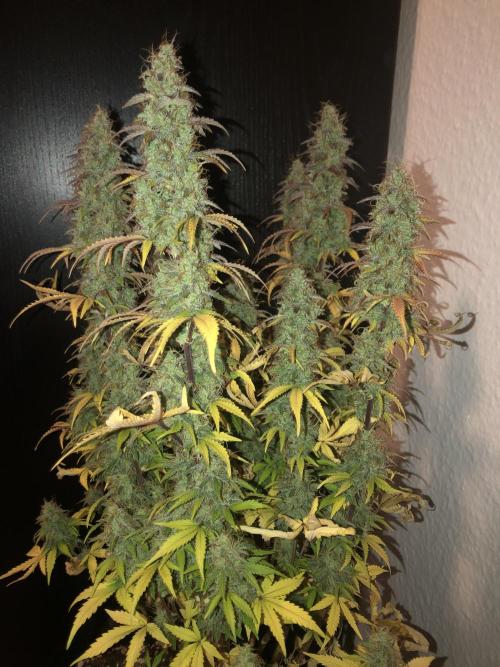 Fat Banana - 100W/200W.. Week 13 - Healthy
