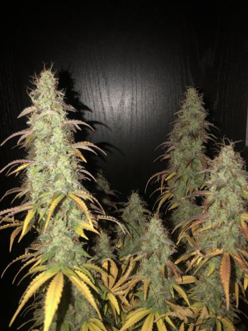 Fat Banana - 100W/200W.. Week 13 - Healthy