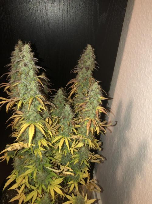 Fat Banana - 100W/200W.. Week 13 - Healthy
