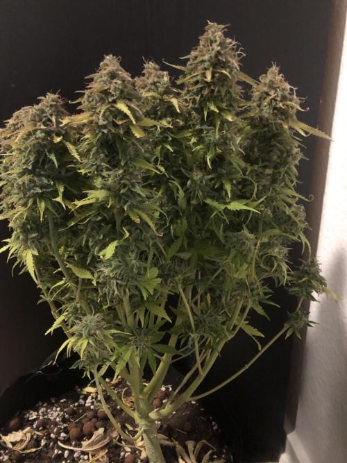 Fat Banana - 100W/200W.. Week 13 - Bushy