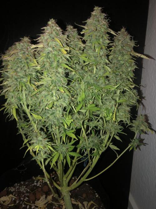 Fat Banana - 100W/200W.. Week 13 - Bushy