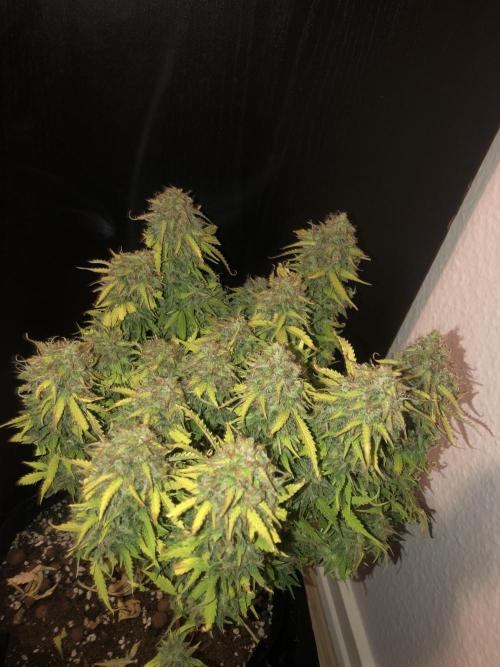 Fat Banana - 100W/200W.. Week 13 - Bushy