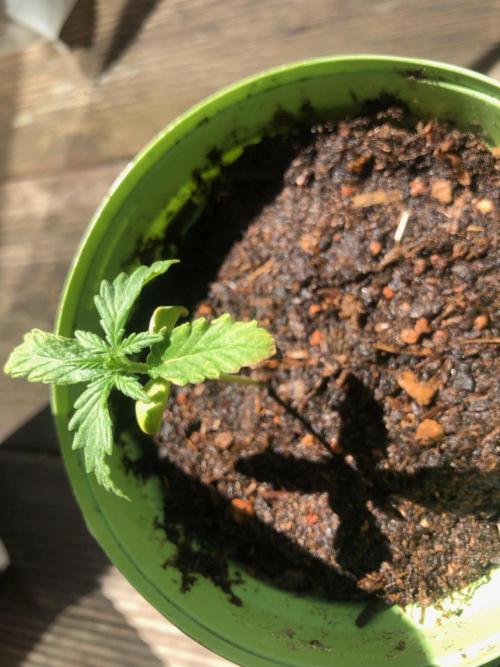 Window/Balcony Grow - Mini plant 2026. Week 2