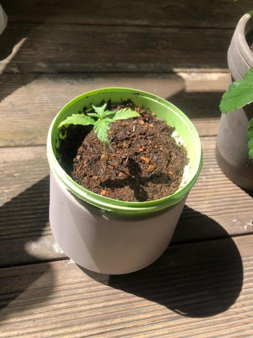 Window/Balcony Grow - Mini plant 2026. Week 2