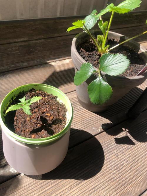 Window/Balcony Grow - Mini plant 2026. Week 2 - the seedling autoflower with a little bigger strawberry plant