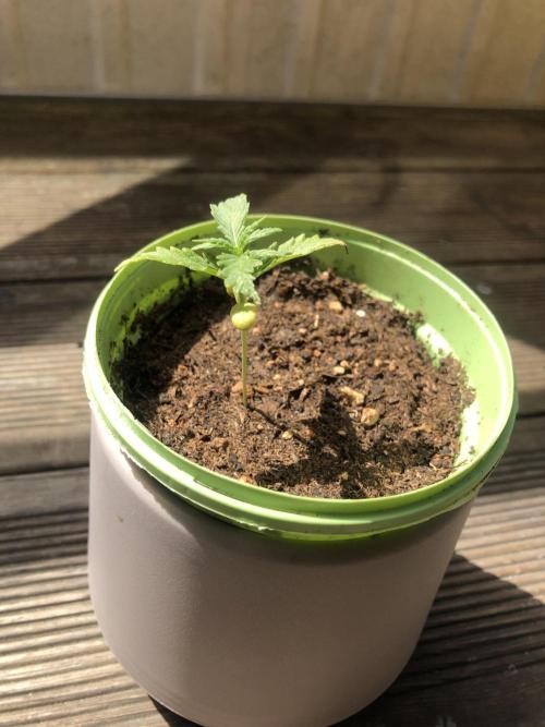 Window/Balcony Grow - Mini plant 2026. Week 2