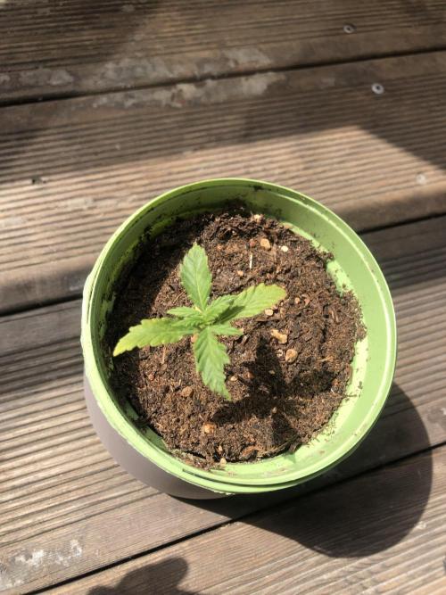 Window/Balcony Grow - Mini plant 2026. Week 2