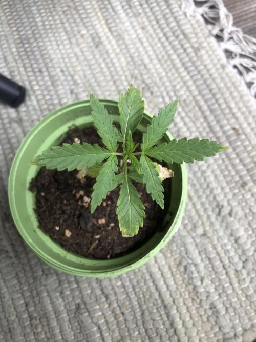 Window/Balcony Grow - Mini plant 2026. Week 3