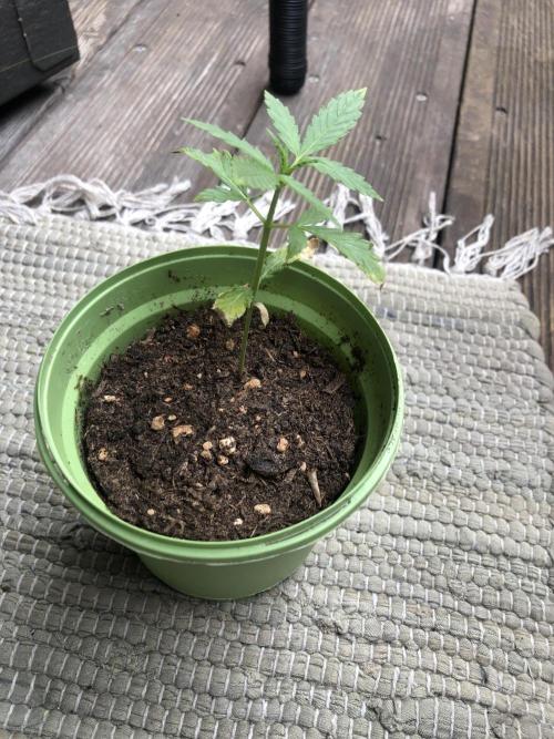 Window/Balcony Grow - Mini plant 2026. Week 3