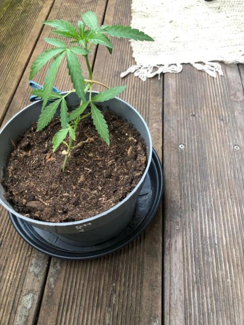 Window/Balcony Grow - Mini plant 2026. Week 4