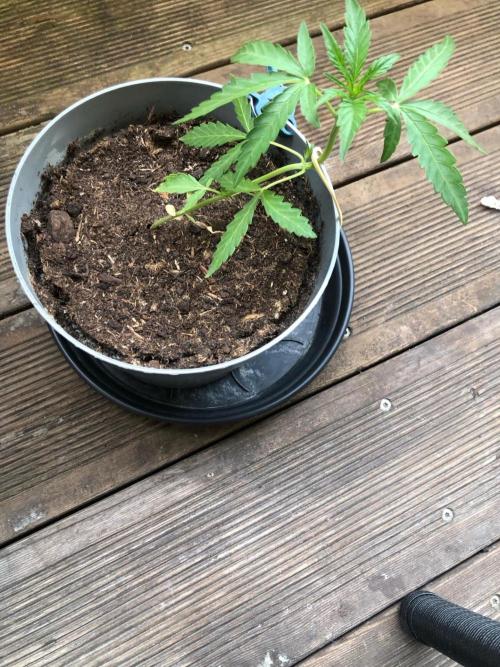Window/Balcony Grow - Mini plant 2026. Week 4