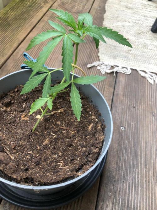 Window/Balcony Grow - Mini plant 2026. Week 4