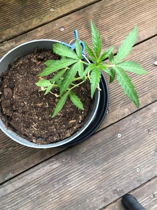 Window/Balcony Grow - Mini plant 2026. Week 4