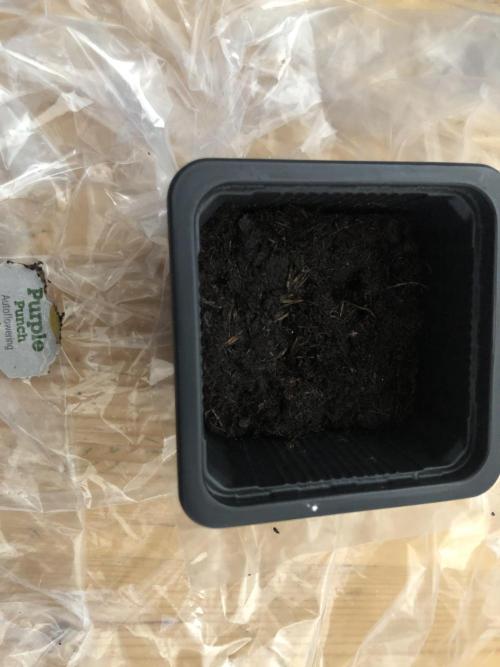 (Mini) Purple Punch Auto balcony/window. Week 0