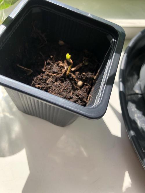 (Mini) Purple Punch Auto balcony/window. Week 0 - finally up