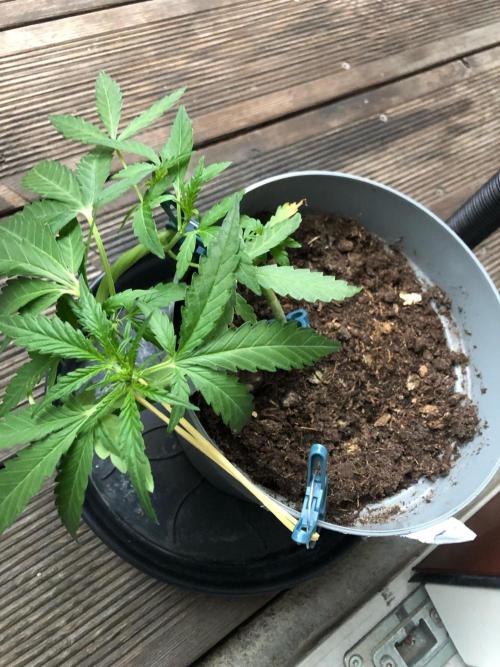 Window/Balcony Grow - Mini plant 2026. Week 5