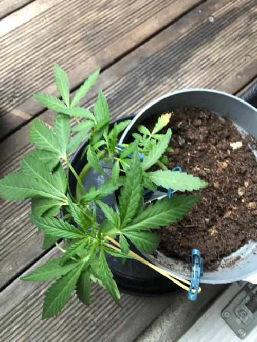 Window/Balcony Grow - Mini plant 2026. Week 5