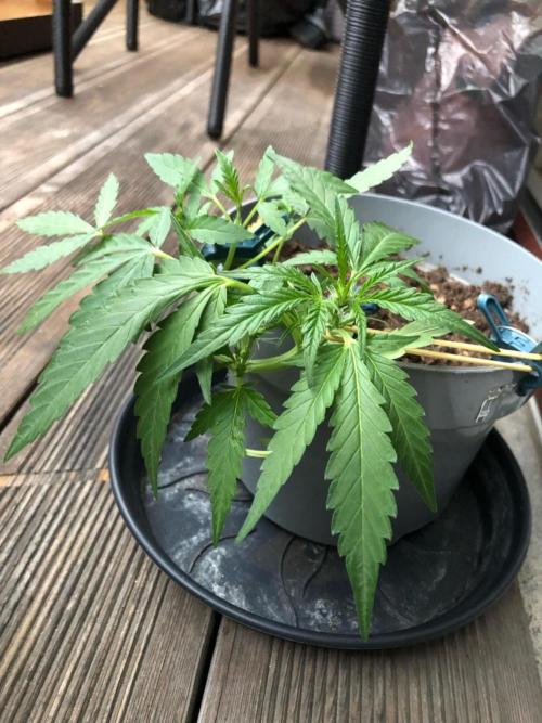 Window/Balcony Grow - Mini plant 2026. Week 5
