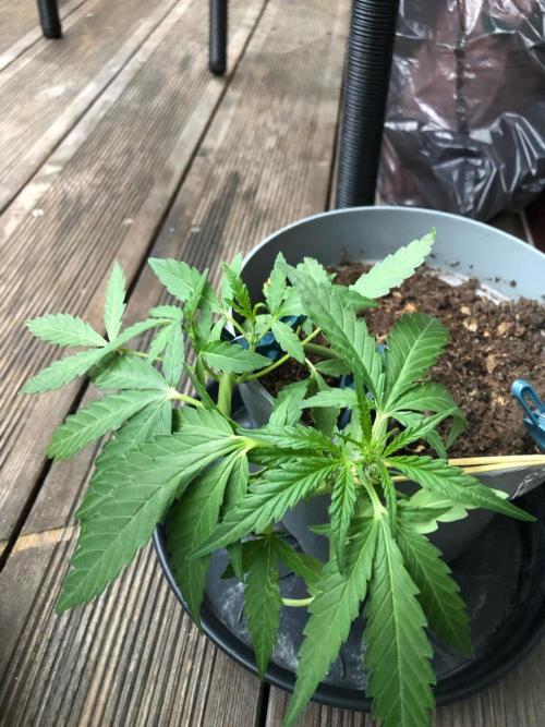 Window/Balcony Grow - Mini plant 2026. Week 5