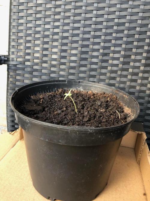 (Mini) Purple Punch Auto balcony/window. Week 1