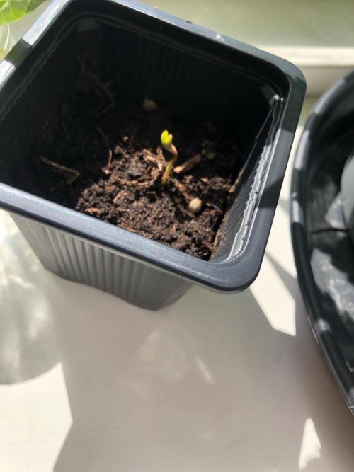 (Mini) Purple Punch Auto balcony/window. Week 1