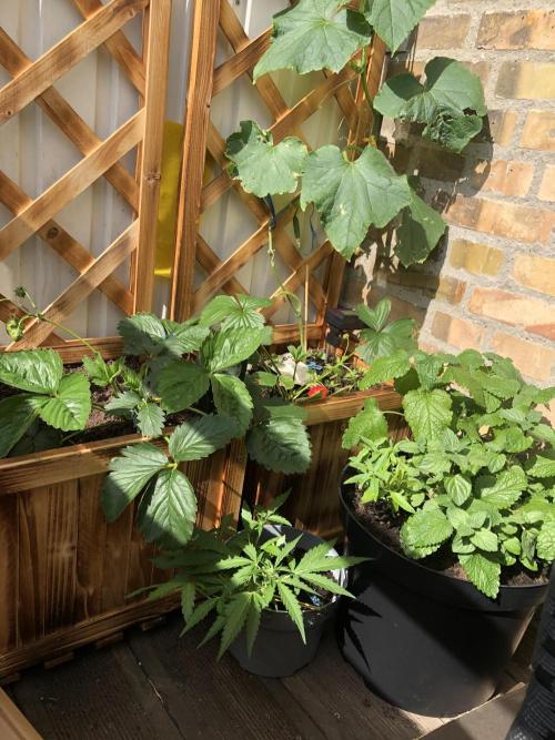 Window/Balcony Grow - Mini plant 2026. Week 5 - Cucumber and strawberry in the back with Mint and Lemon Balm in the pot