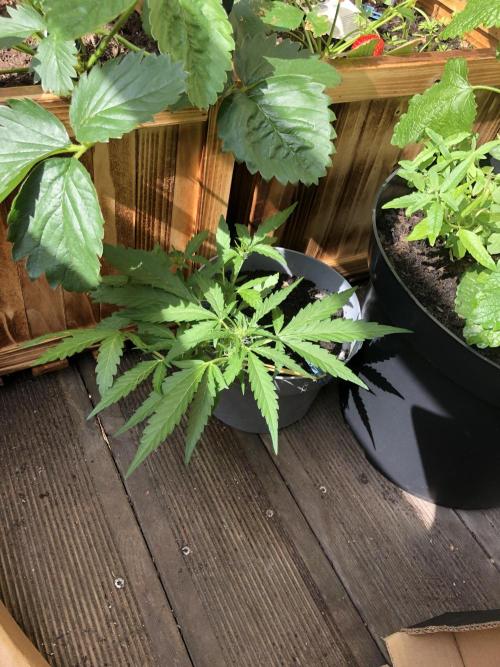 Window/Balcony Grow - Mini plant 2026. Week 5 - CLOSE UP