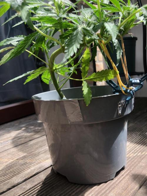 Window/Balcony Grow - Mini plant 2026. Week 6