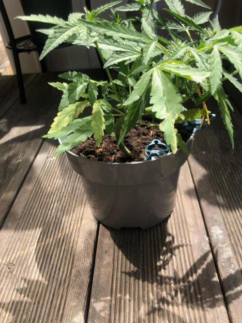 Window/Balcony Grow - Mini plant 2026. Week 6