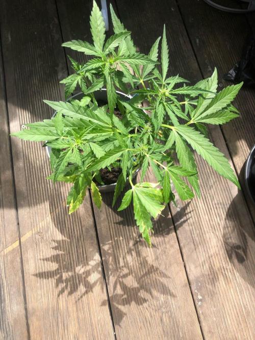 Window/Balcony Grow - Mini plant 2026. Week 6