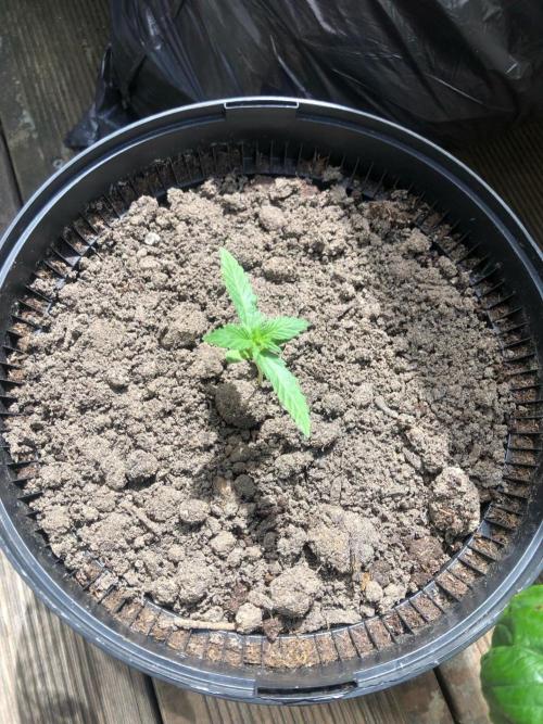 My Cat Ate my Purple Punch (FAIL). Week 2