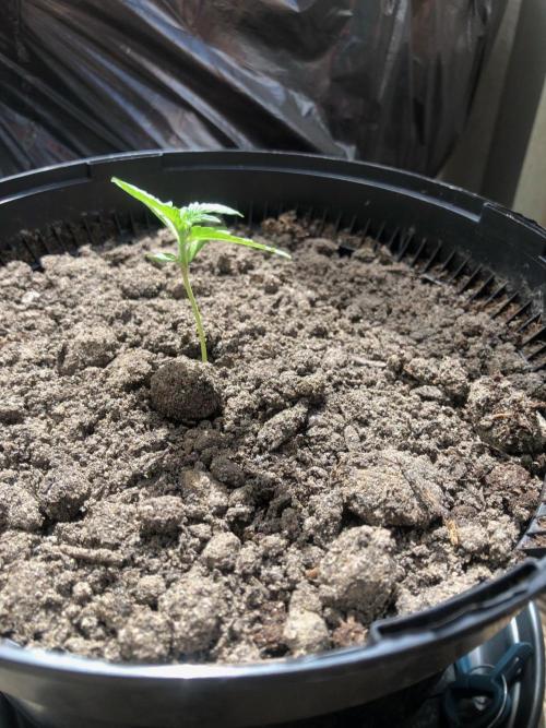My Cat Ate my Purple Punch (FAIL). Week 2