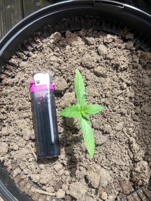 My Cat Ate my Purple Punch (FAIL). Week 2