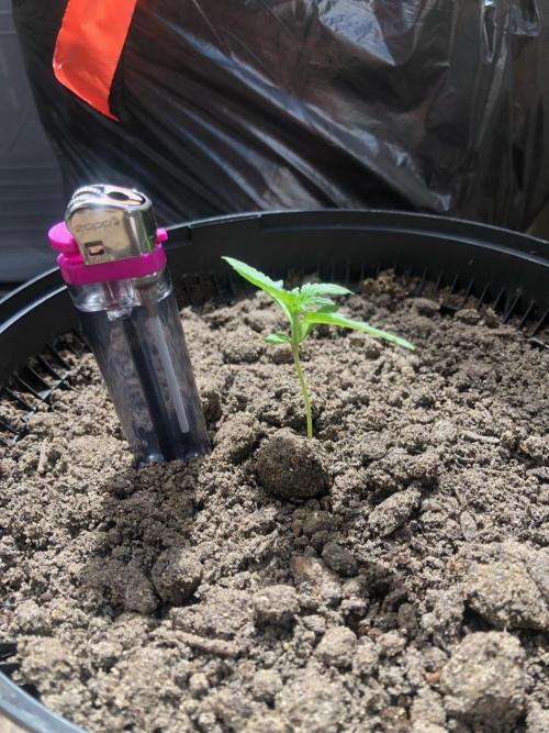 My Cat Ate my Purple Punch (FAIL). Week 2