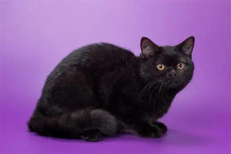My Cat Ate my Purple Punch (FAIL). Week 3 - My cat loves it as much as us