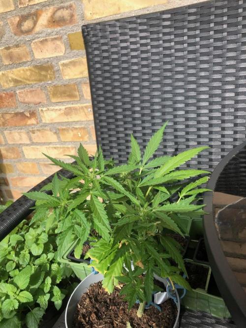 Window/Balcony Grow - Mini plant 2026. Week 7
