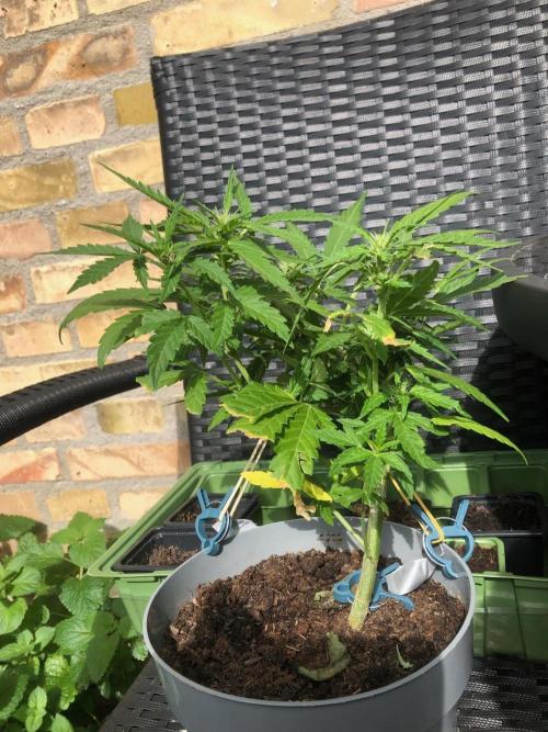 Window/Balcony Grow - Mini plant 2026. Week 7