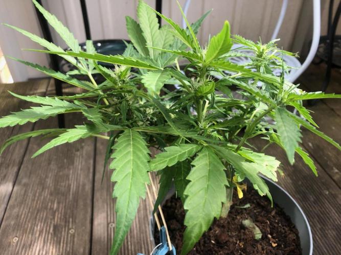 Window/Balcony Grow - Mini plant 2026. Week 7