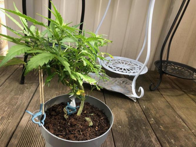 Window/Balcony Grow - Mini plant 2026. Week 7