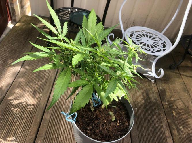 Window/Balcony Grow - Mini plant 2026. Week 7