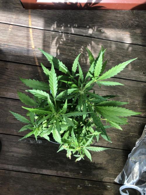 Window/Balcony Grow - Mini plant 2026. Week 7