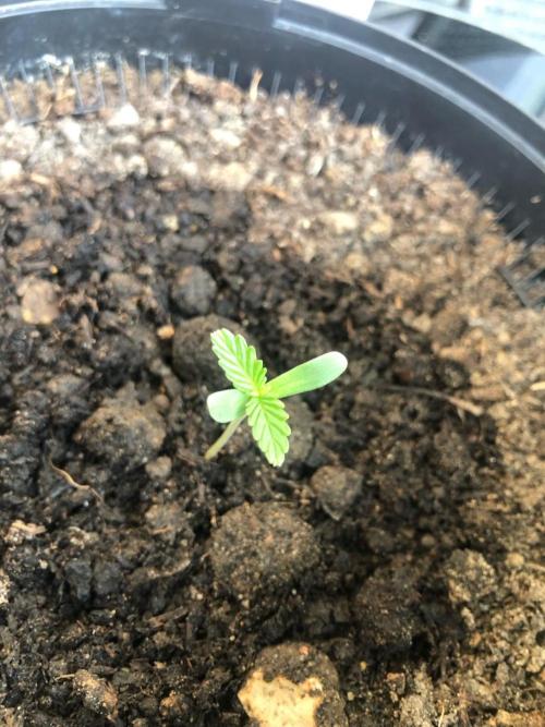 White Widow XXL Auto-Balcony/Window Grow. Week 1