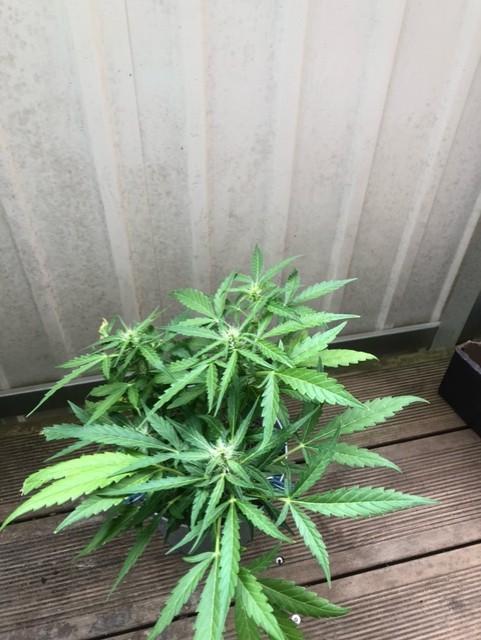 Window/Balcony Grow - Mini plant 2026. Week 8
