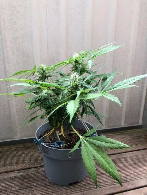 Window/Balcony Grow - Mini plant 2026. Week 8