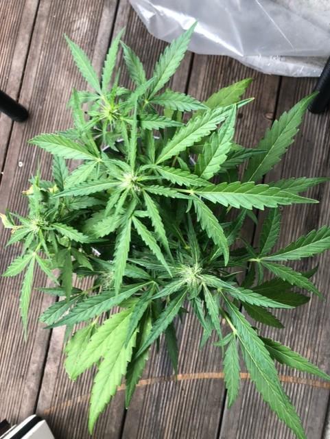 Window/Balcony Grow - Mini plant 2026. Week 8