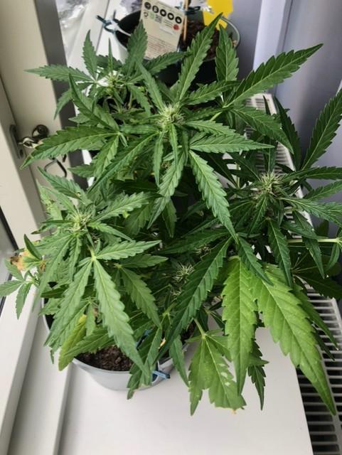 Window/Balcony Grow - Mini plant 2026. Week 8