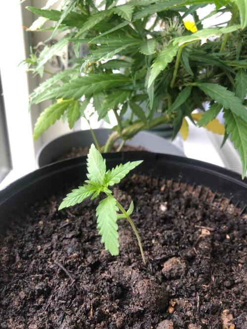 White Widow XXL Auto-Balcony/Window Grow. Week 2