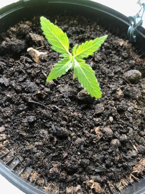 White Widow XXL Auto-Balcony/Window Grow. Week 2