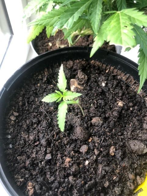 White Widow XXL Auto-Balcony/Window Grow. Week 2