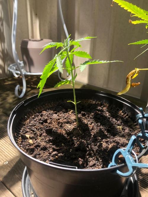 White Widow XXL Auto-Balcony/Window Grow. Week 3